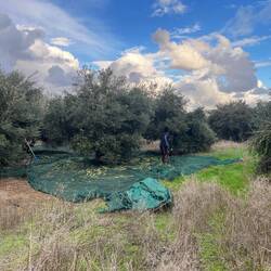 ..und Erntehelfern vorbei, die meine liebste..