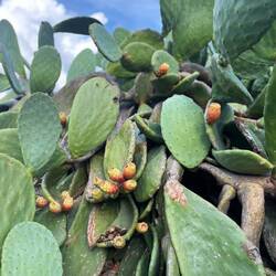 Kurz danach komme ich an stacheligen Freunden..