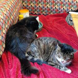 Whiskers is a cuddler. Abby not so much.