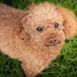 Tiger posing for an impromptu photoshoot while Will is canoeing