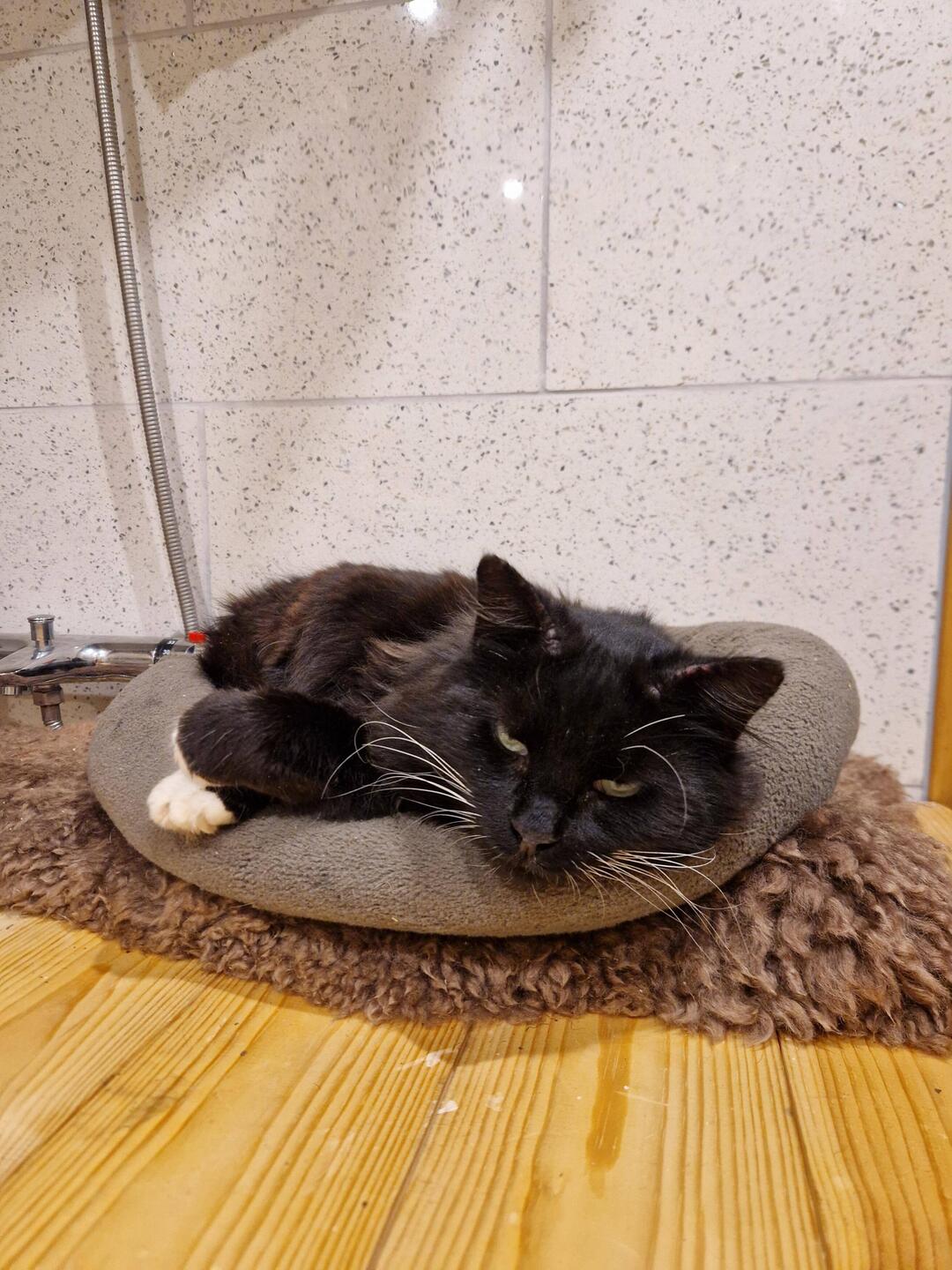Welcome to your new home Mr Whiskers!