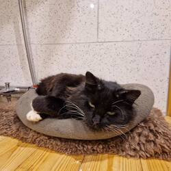 Welcome to your new home Mr Whiskers!