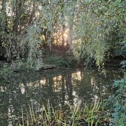 Another of the ponds at Bumble Hole