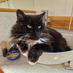 Mr Whiskers took up residence in the bathroom sink as we cruised