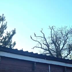2 Cormorants perched on a tree overlooking Netherton Reservoir