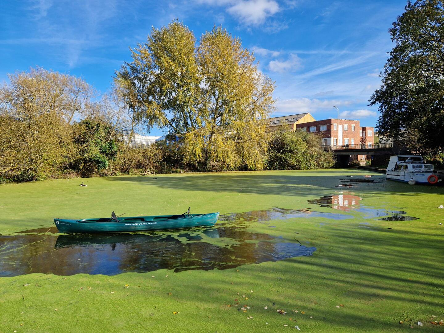 Parkhead Basin covered in duckweed