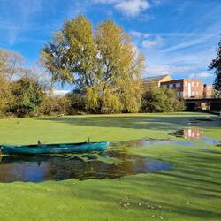 Parkhead Basin covered in duckweed