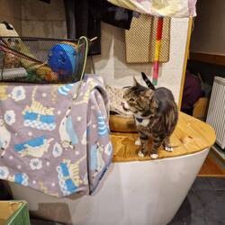 Abby has discovered Whiskers gets fed on the bath 😋