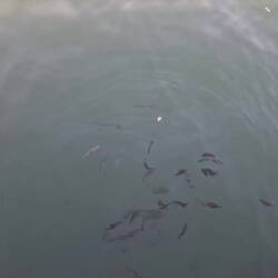In den Häfen ist seit Denia richtig was los im Wasser.