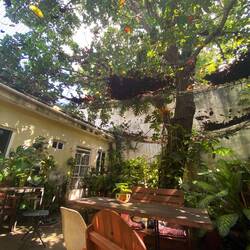 Im Café Organico mit riesigem Avocadobaum