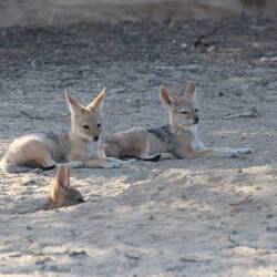 Schakaljunge, Mutti ist.... ach so, kennt Ihr schon