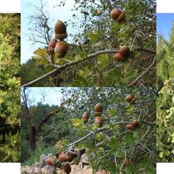 Zypressen und eine Art von Eichen