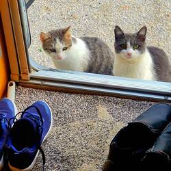 Beim Kafihalt parkierten wir in einem Katzennest🤣