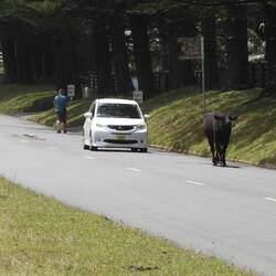 Cows have right of way