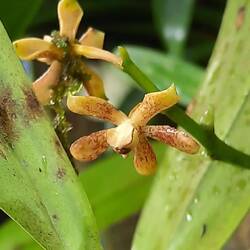 Prosthechea crassilabia