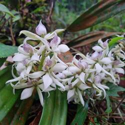 Prosthechea fragrans , umgangssprachlich Zeckenblume 