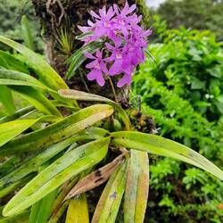 Epidendrum centropetalum