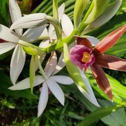 Phaius tankervilleae , Nonnenkappe