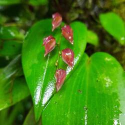 Lepanthes