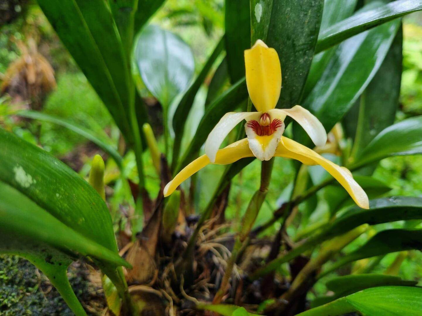 Maxillaria