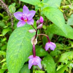 Spathoglottis plicata
