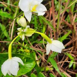 Spathoglottis micronesiaca