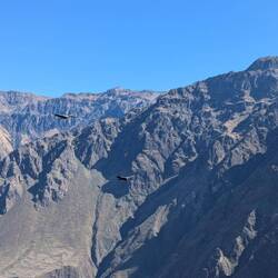Andean Condors