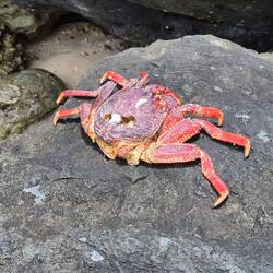 Leider schon halb aufgefressen
