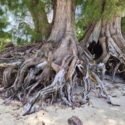 Irre, dass die Pslmen/Bäume trotzdem noch stehen