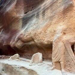 A person leading camels. Can see belly's.