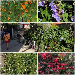 Überall schöne Blumen am Wegesrand