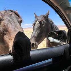 Neue Freunde in der Namib: 2 Namibpferde