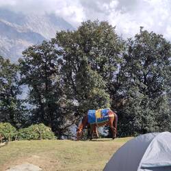 War mir neu, das Pferde gekochten Reis essen 😅