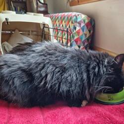 Whiskers chomping his way through a bowl of kibble after his booster