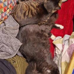 Abby is becoming more comfortable around Whiskers