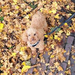 Tiger blending in with the autumn leaves while helping Vicky with the locks