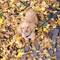 Tiger blending in with the autumn leaves while helping Vicky with the locks