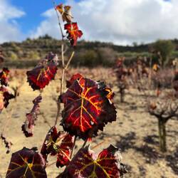 ..Weinreben vorbei, die hier ganz anders als zuhause angebaut werden.