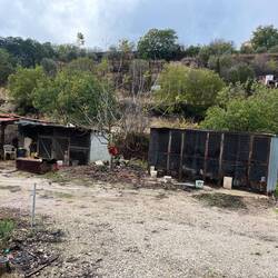 Kurz danach, ein Trauerbild: zusammengepferchte Hühner und eingesperrte Hunde 😡