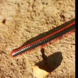 Tausendfüßler (ca. 10cm lang)