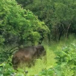 Elefant (ein bisschen vergrößert)