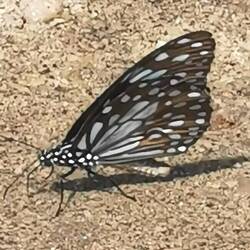 Blue Tiger