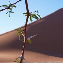 Wildes Dornengelumpe