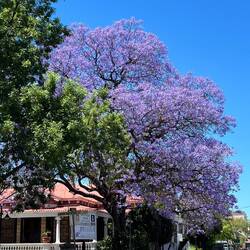 Jacaranda Bäume