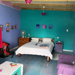 35 Katzenabbildungen auf ca. 20m2