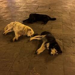 Ein kleines Schläfchen, bevor die wilde Nacht beginnt