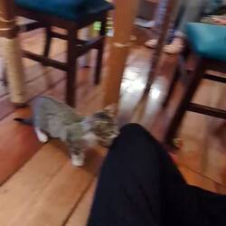 Am nächsten Tag besucht Tanja ein Katzen-Cafe
