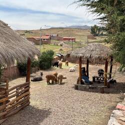 Während ein Teil der Gruppe noch im Laden ist, interessieren wir uns mehr für die Alpakas