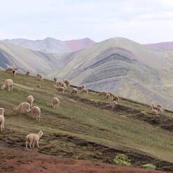 Alpakas verschönern jede Landschaft