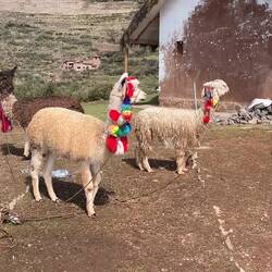 Dekorierte Lamas fehlen auch hier nicht